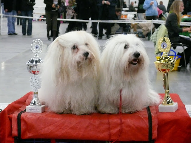 Cottonci_6.JPG