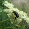 Chafer Beatle