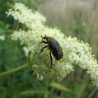 Chafer Beatle