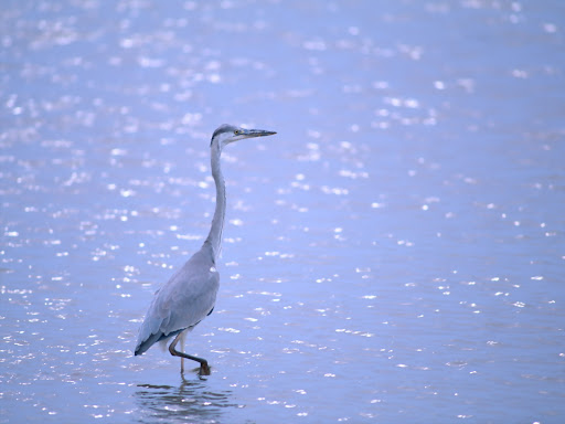 Free Desktop Wallpaper Of Birds