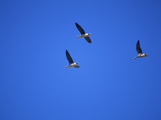 Free Desktop Wallpaper Of Birds