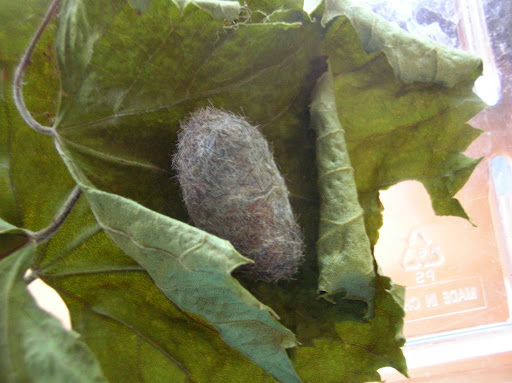 Wooly Bear caterpillar (Isabella Moth) cocoon