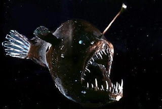[Image: Anglerfish.jpg]