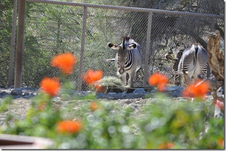 Living Desert, Ca 023