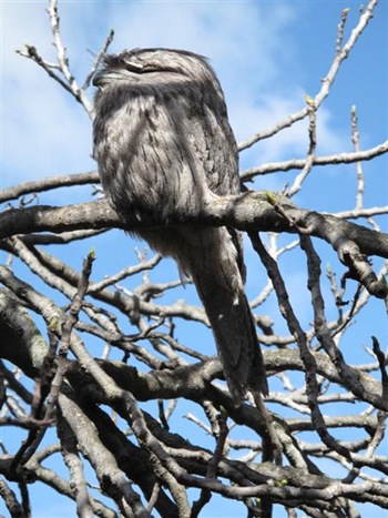 frogmouth2