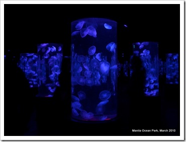 Jelly Fish Aquarium
