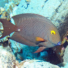 Goldring Surgeonfish