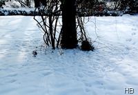 Trampelpfade der Singvogel im Schnee © H. Brune