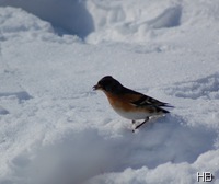 Bergfink im Schnee © H. Brune