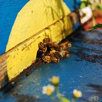 Bienen am Flugloch © H. Brune