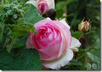 Rosen © H. Brune Rosen © H. Brune