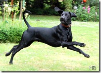 Hund © H. Brune Hund © H. Brune
