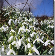 Schneeglöckchen © H. Brune Schneeglöckchentage © H. Brune