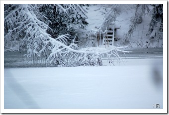 Teich im Winter © H. Brune