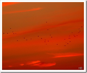 Sonnenuntergang mit Vögeln © H. Brune