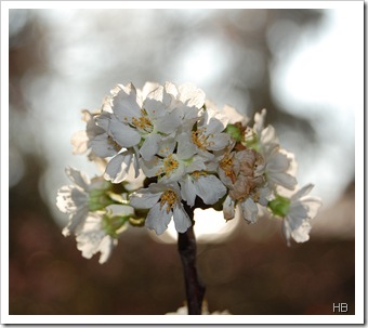 Kirschblüte © H. Brune 