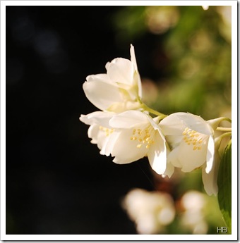 Blüte des Echten Jasmins © H. Brune