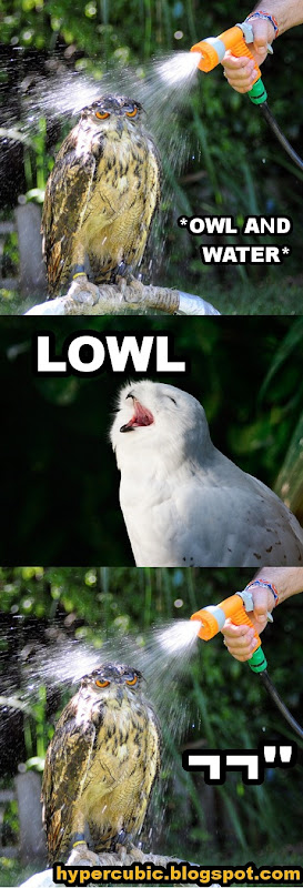 OWL_AND_WATER_LOWL