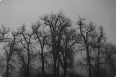 Winter Trees, Ketring Park, Littleton, Colorado taken with a Lavec camera by Joe Beine