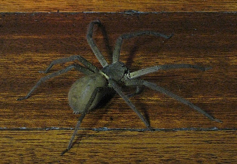 3 inch (8 centimeter) spider