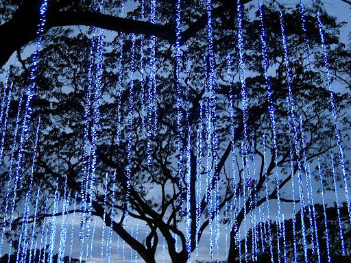 lights hanging from acacia trees