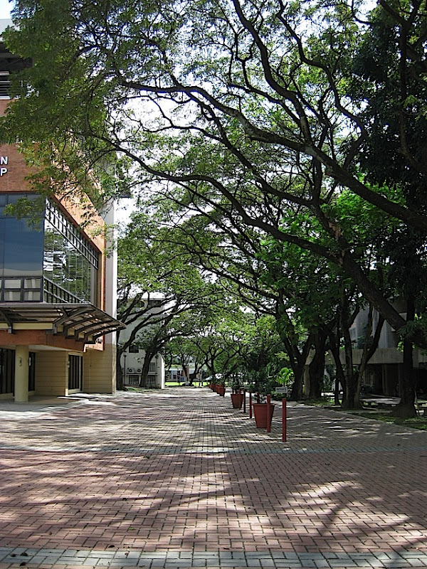 road with paving stones and large acacia trees in the Ateneo de Manila University