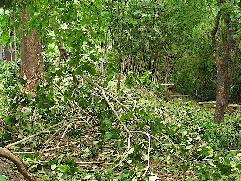 aftermath of typhoon Basyang (Conson)