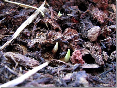 bulb sprouts