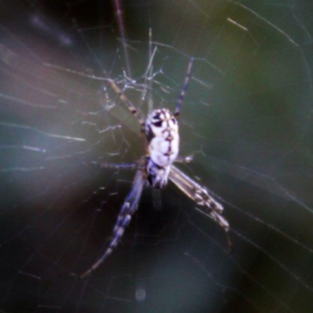 Argiope sp. spider