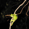 Gray/Cope's Gray tree frog