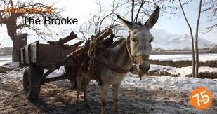 [brooke donkey[8].jpg]