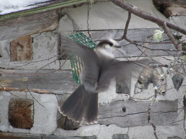 Gray Jay