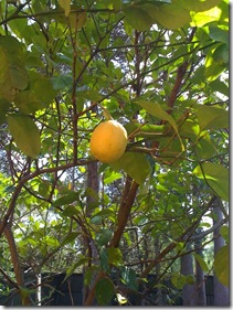 lemon tree1