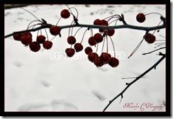 A Splash of Red in Winter CP