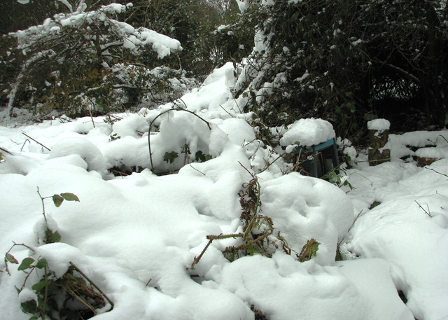 [20100112 Metre snow crushed bramble hedge[4].jpg]