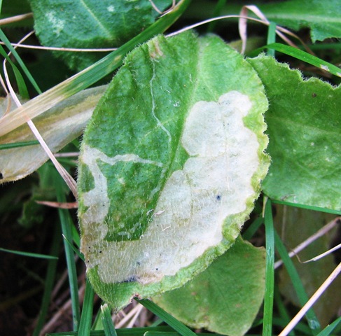 [20100124 Vespa Agonopterix South View 010[3].jpg]