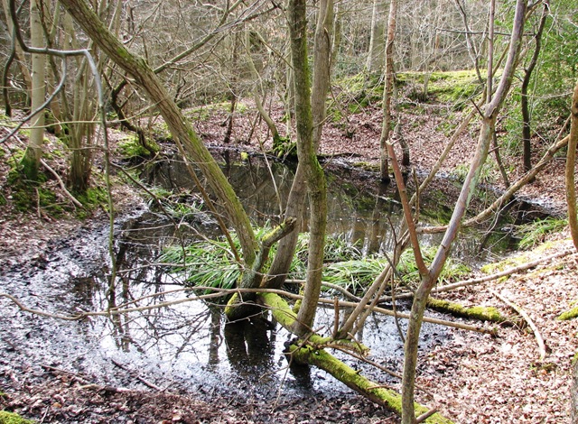 [20100317 Pond in Footlands Wood 017[3].jpg]