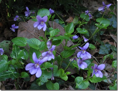 20100413 Viola reichenbachiana