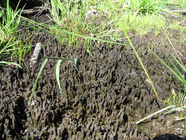 [20100604 BHW baseline Cpt 4b central mud towerlets 045[4].jpg]