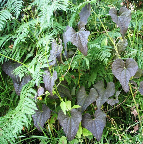 [20100715 Tamus communis black leaves 004[4].jpg]