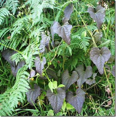 20100715 Tamus communis black leaves 004