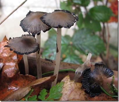 20101119 WBX Coprinus 001