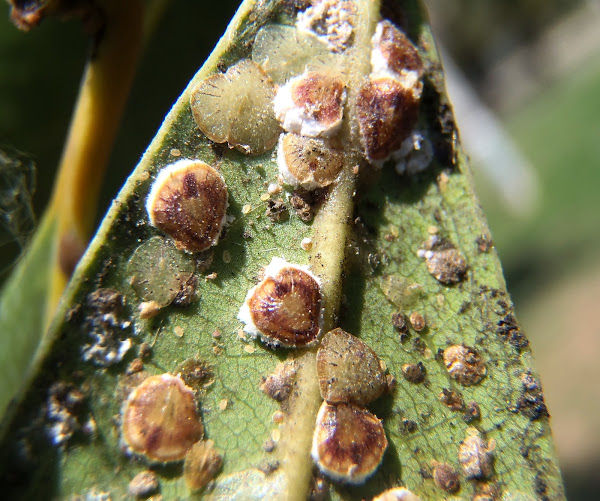 Cochineal Laurel. Cochinilla del laurel | Project Noah