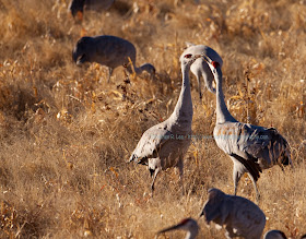 10January-bosque_del_apache-005.jpg