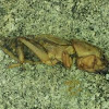 Two-Clawed Mole Cricket