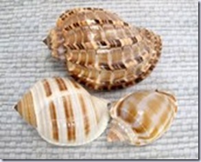 shells pixiesupplies