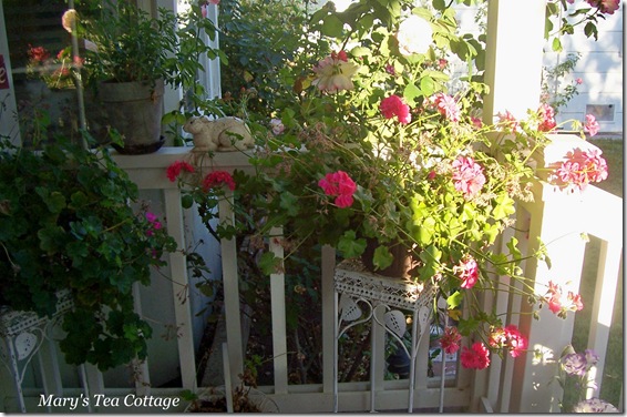 geraniums on porch 3