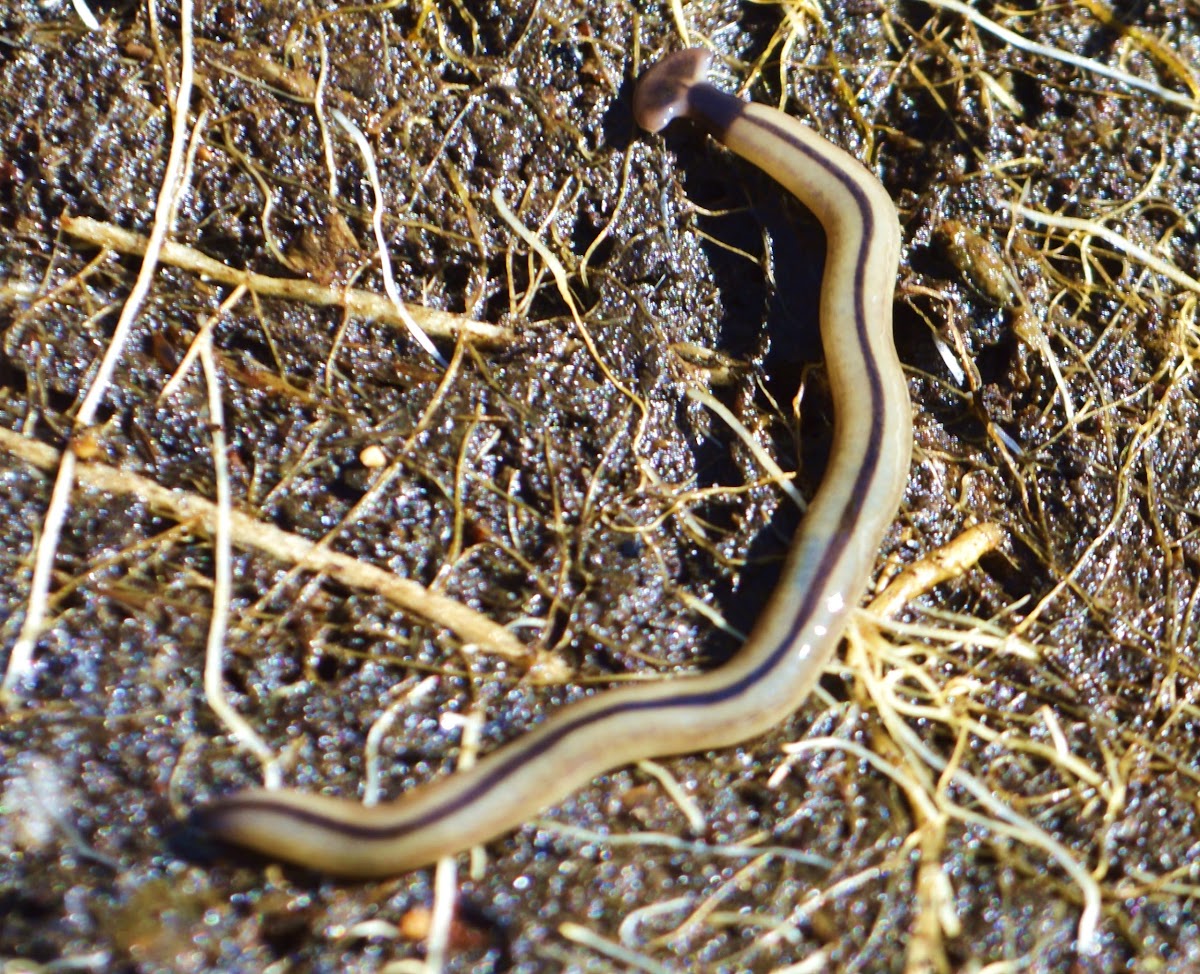 Hammerhead Worm (Bipalium)