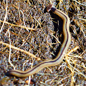 Hammerhead Worm (Bipalium)