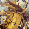 common brown kelp